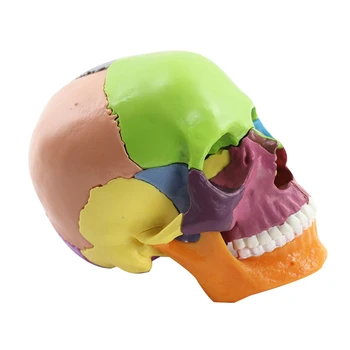 Обучающая модель черепа 1: 2 Для обучения студентов, Учебная модель для сборки, Простая в использовании, Многоцветная 2